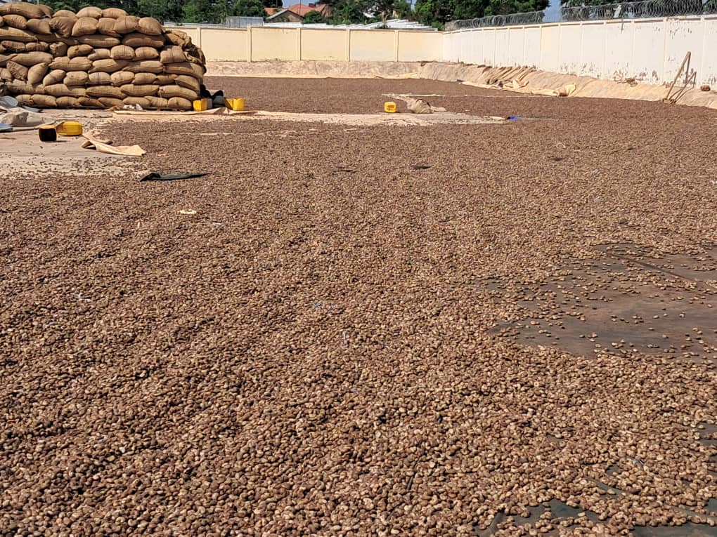 Cashew Nut been dried.jpg