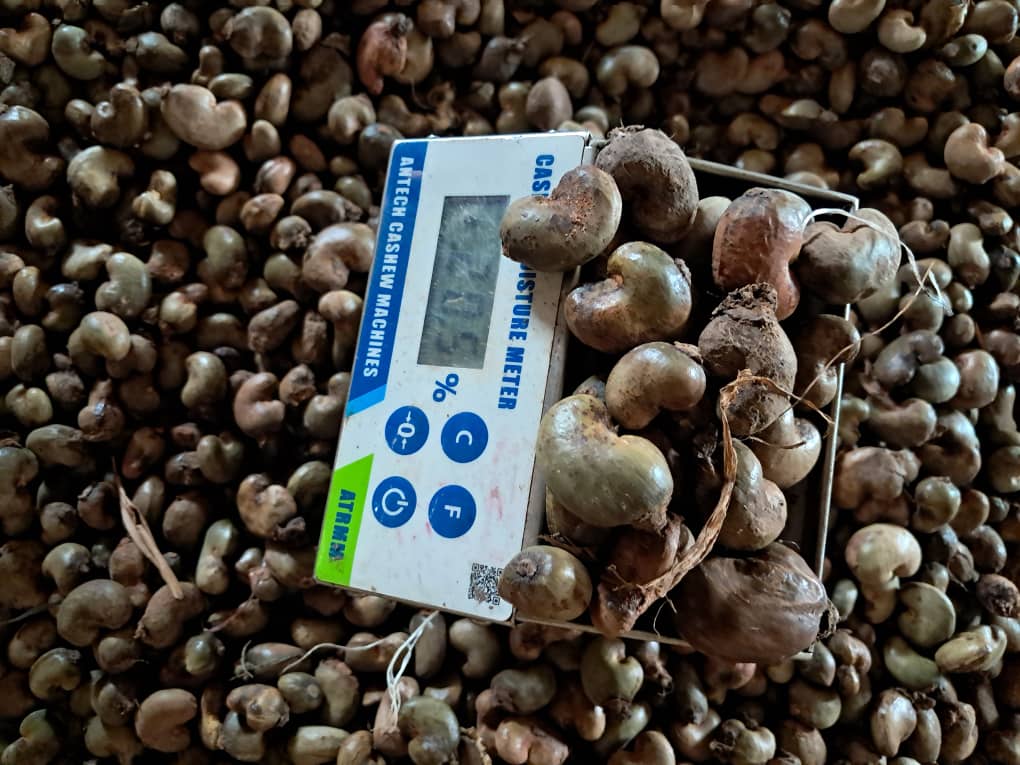Cashew Nut being tested for moisture.jpg