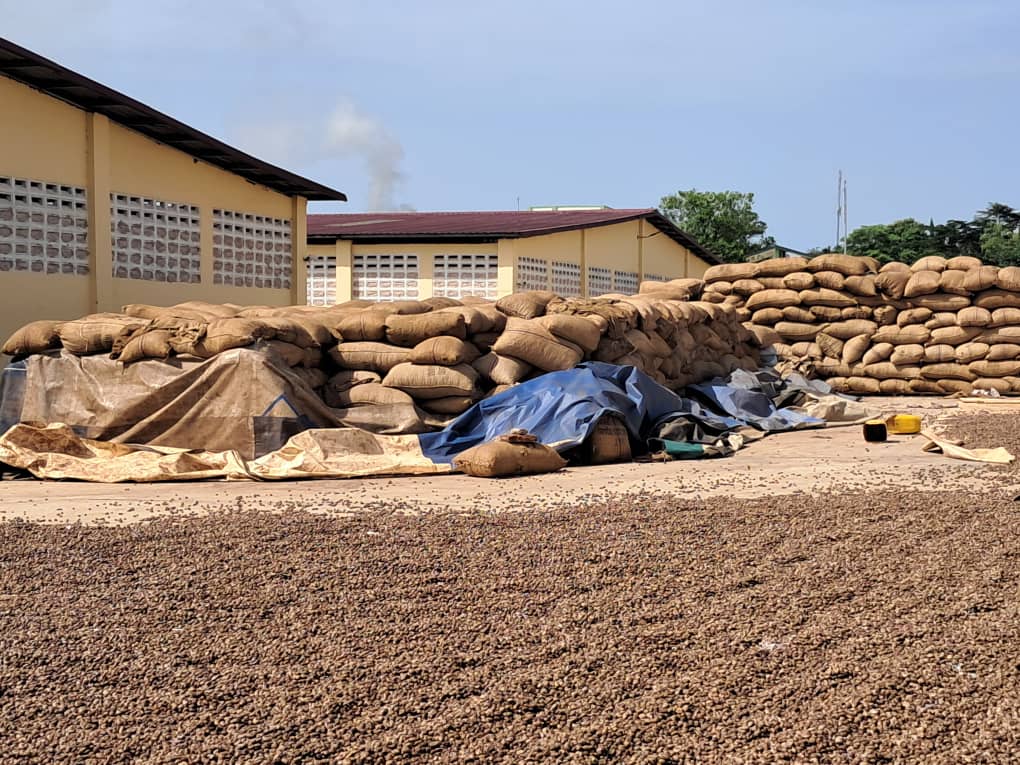 Cashew Nut dried and bagged.jpg