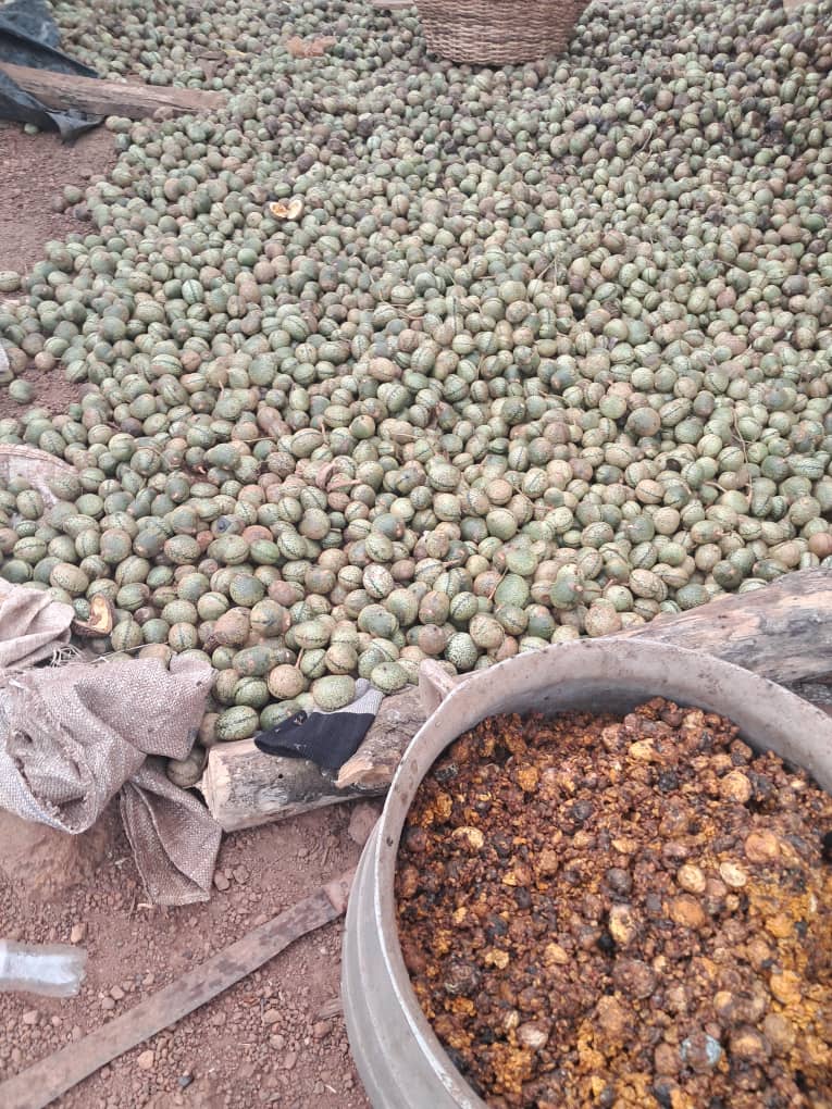 Voacanga Africana seed.jpg