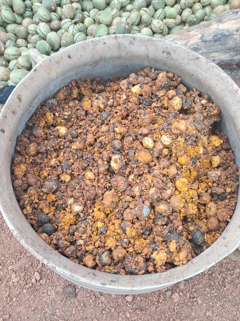 Voacanga Africana seeds peeled and dried.jpg